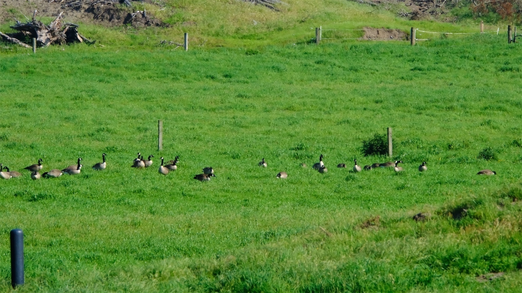 Flock of 40 or more Canada geese in a nearby paddock.