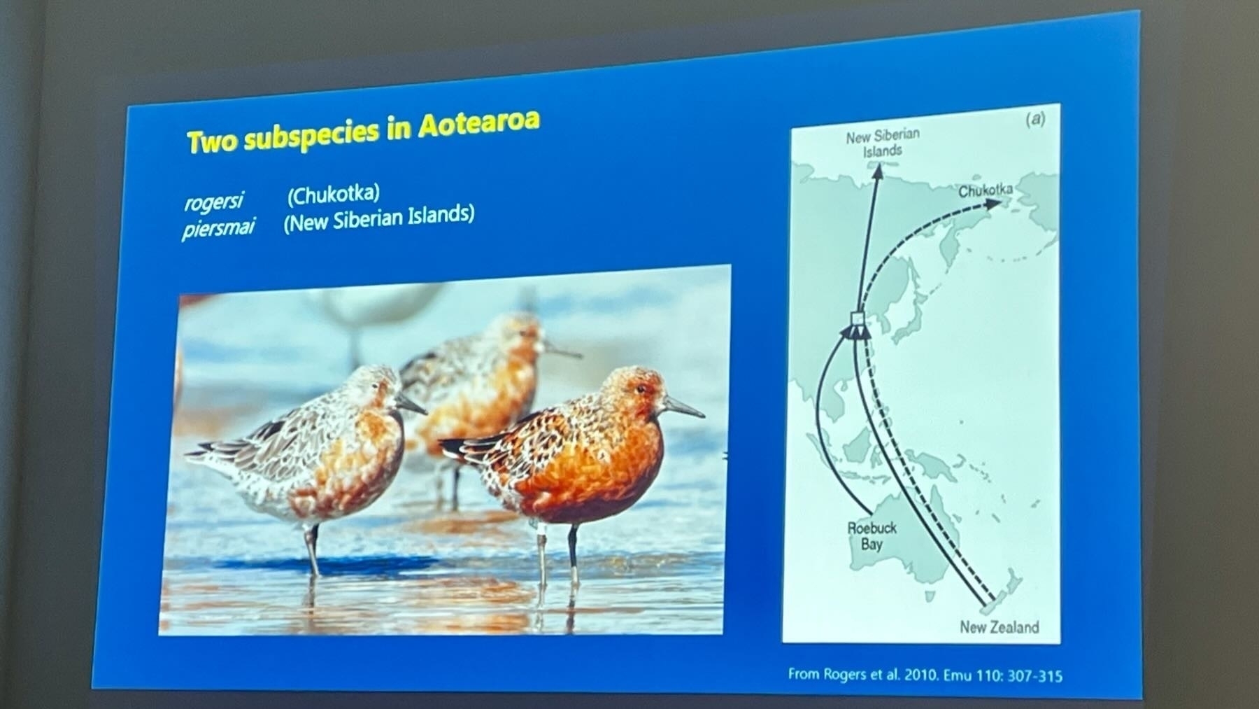 Slide shows there are two subspecies and their flight paths to the Arctic.