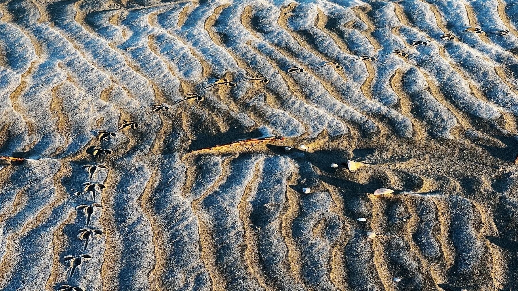 Bird footprints through a frosty patch of sand. 