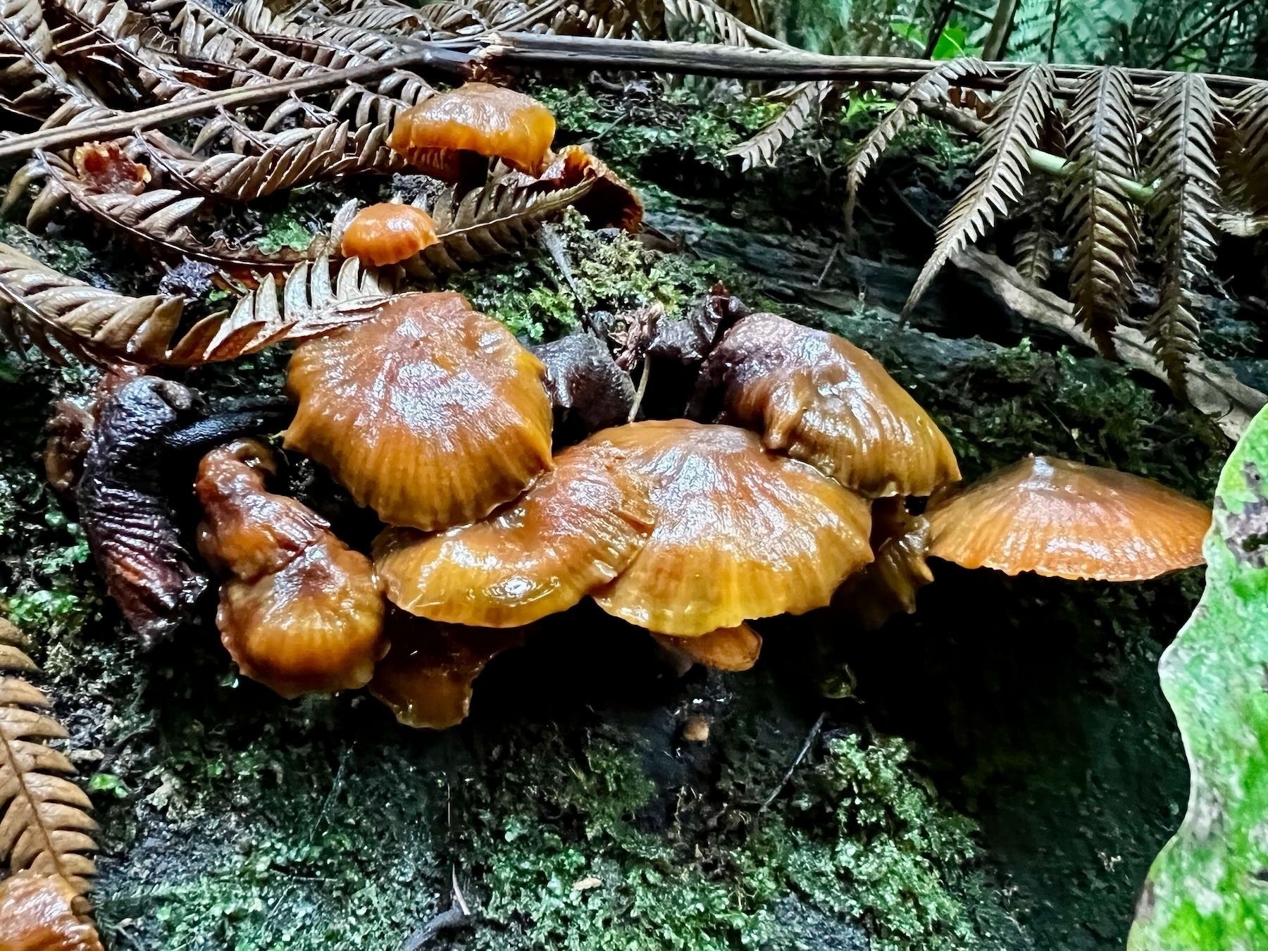 Brown-orange-wet looking fungi. 