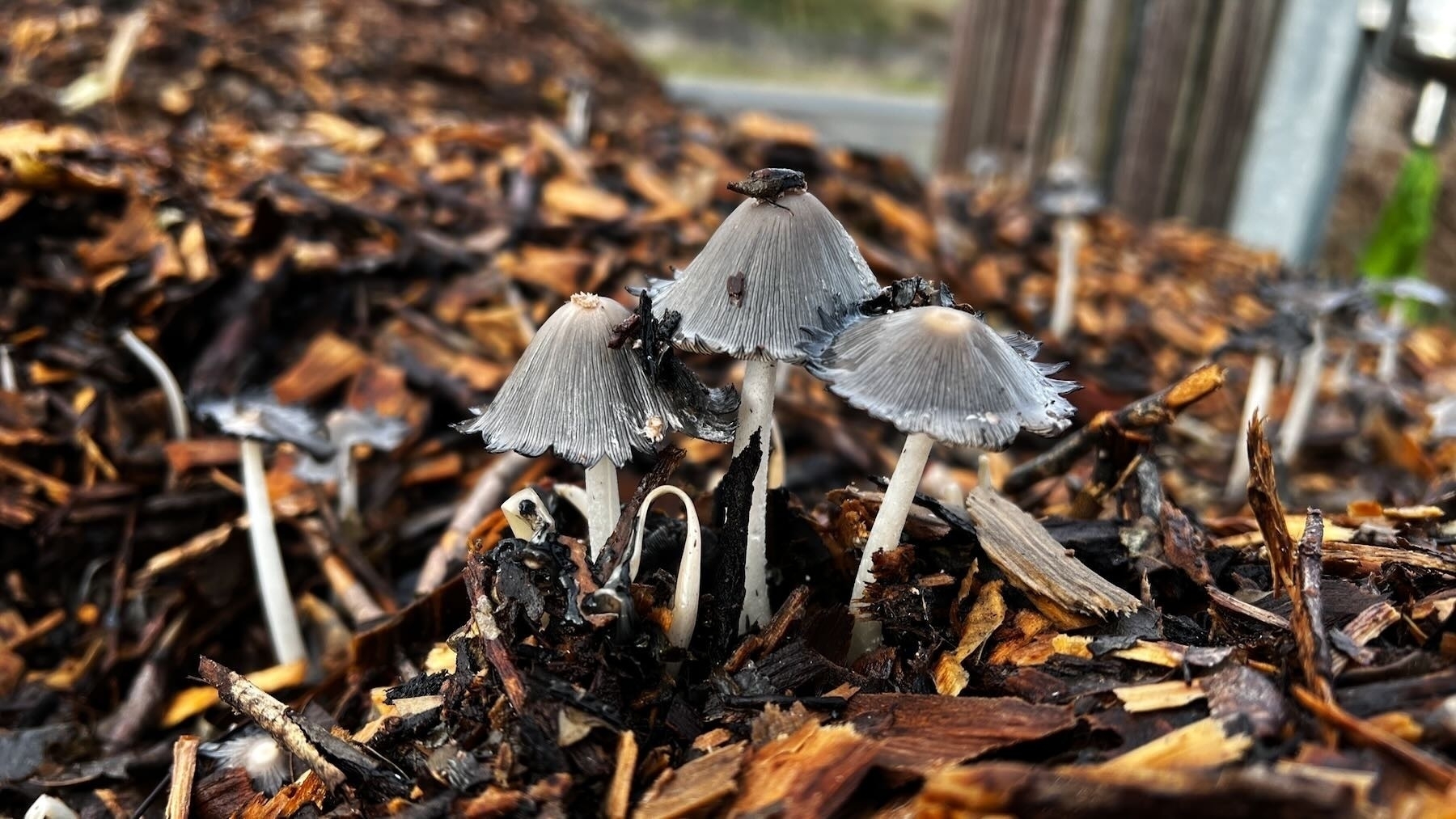 Several grey Fungi with pointed umbrella type caps.