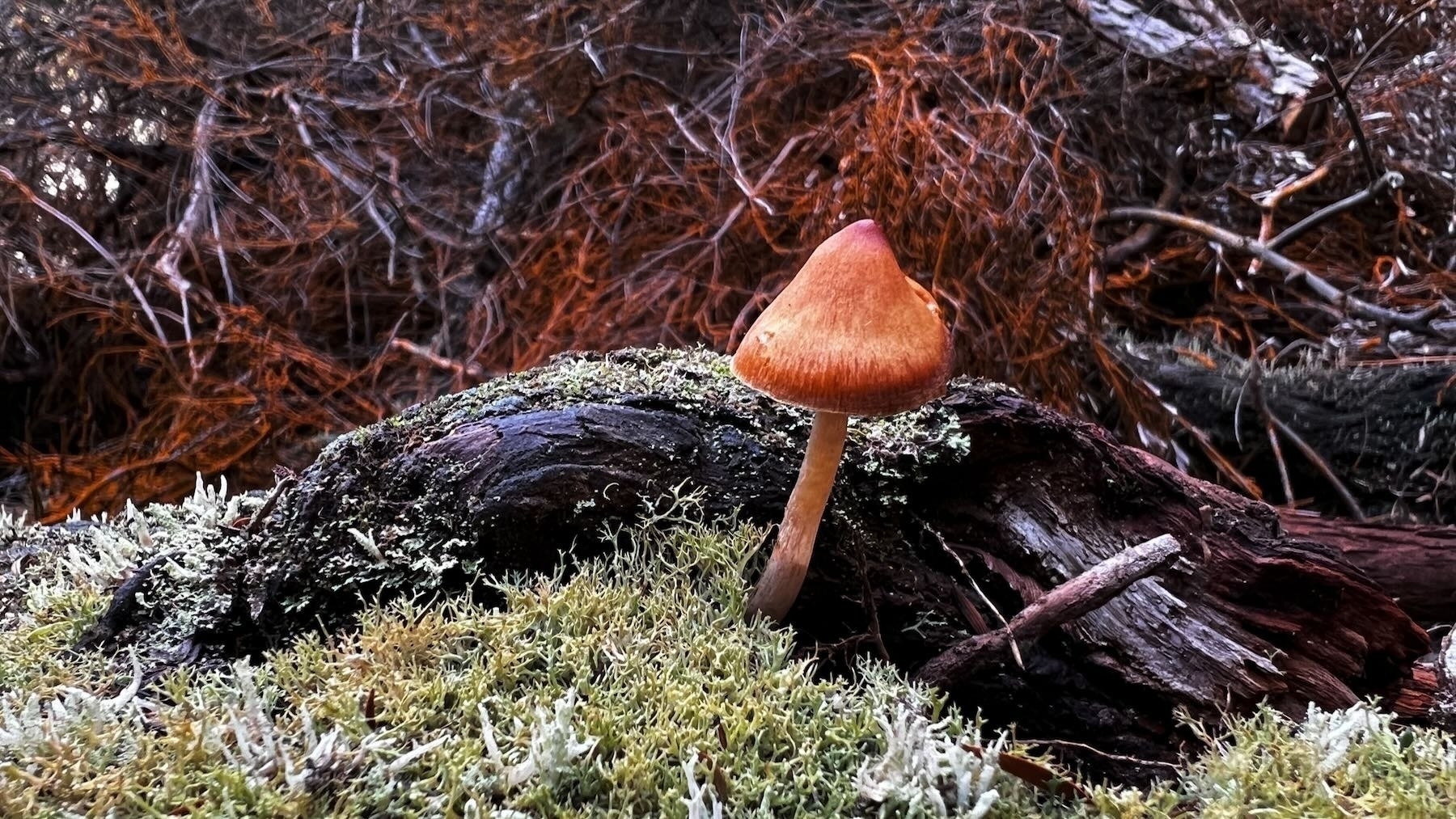 A chestnut coloured fungus on a decaying log, with lichen or moss below.