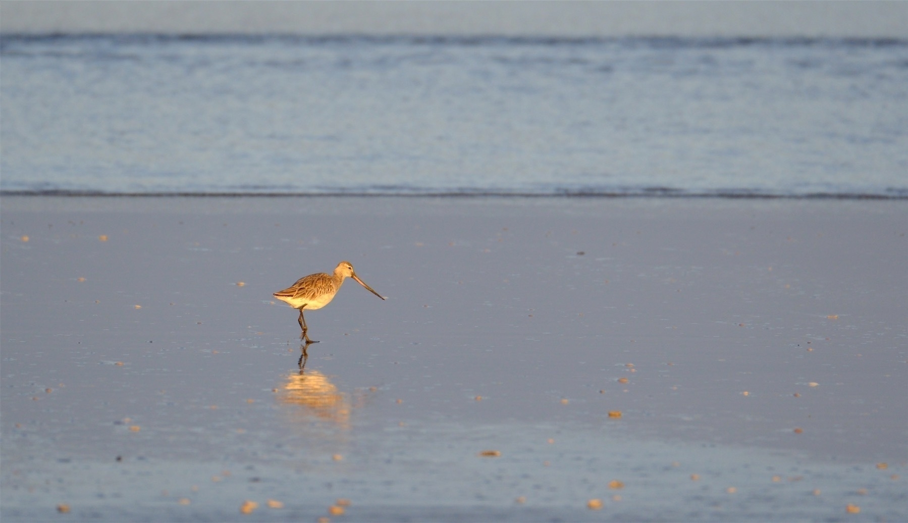 Godwit shining in low sun on the sea shore.