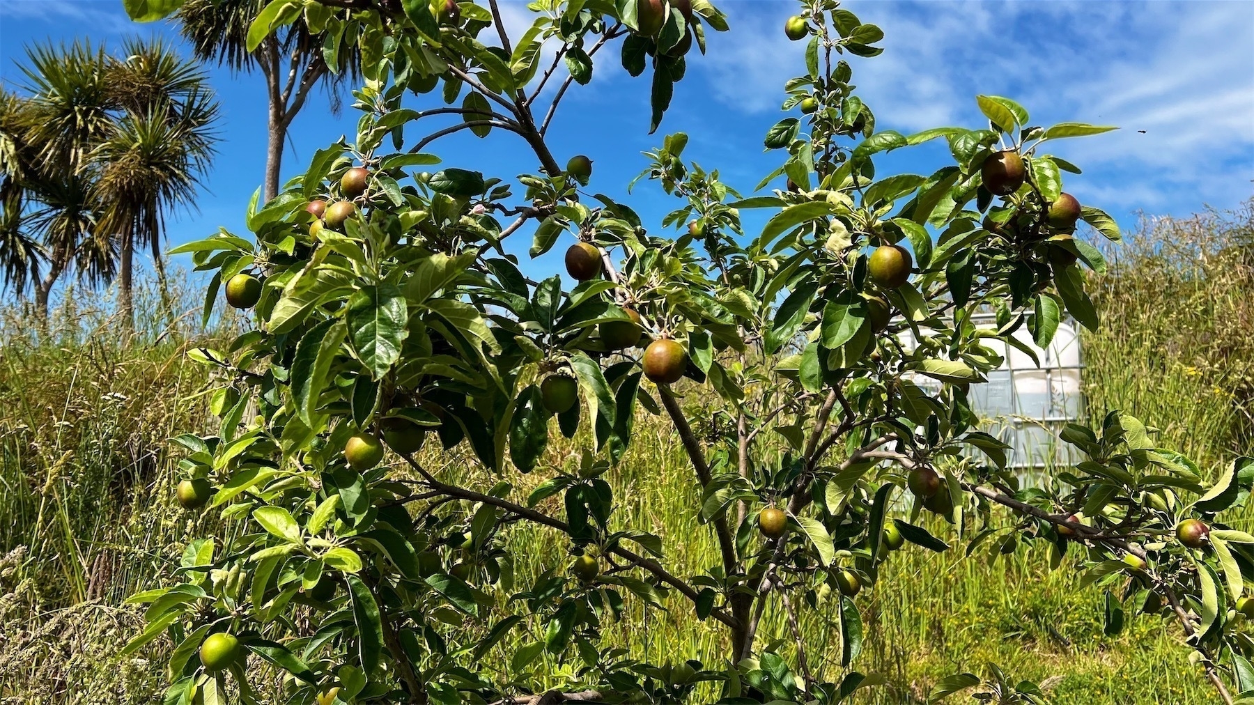 Granny smith tree loaded with small apples.