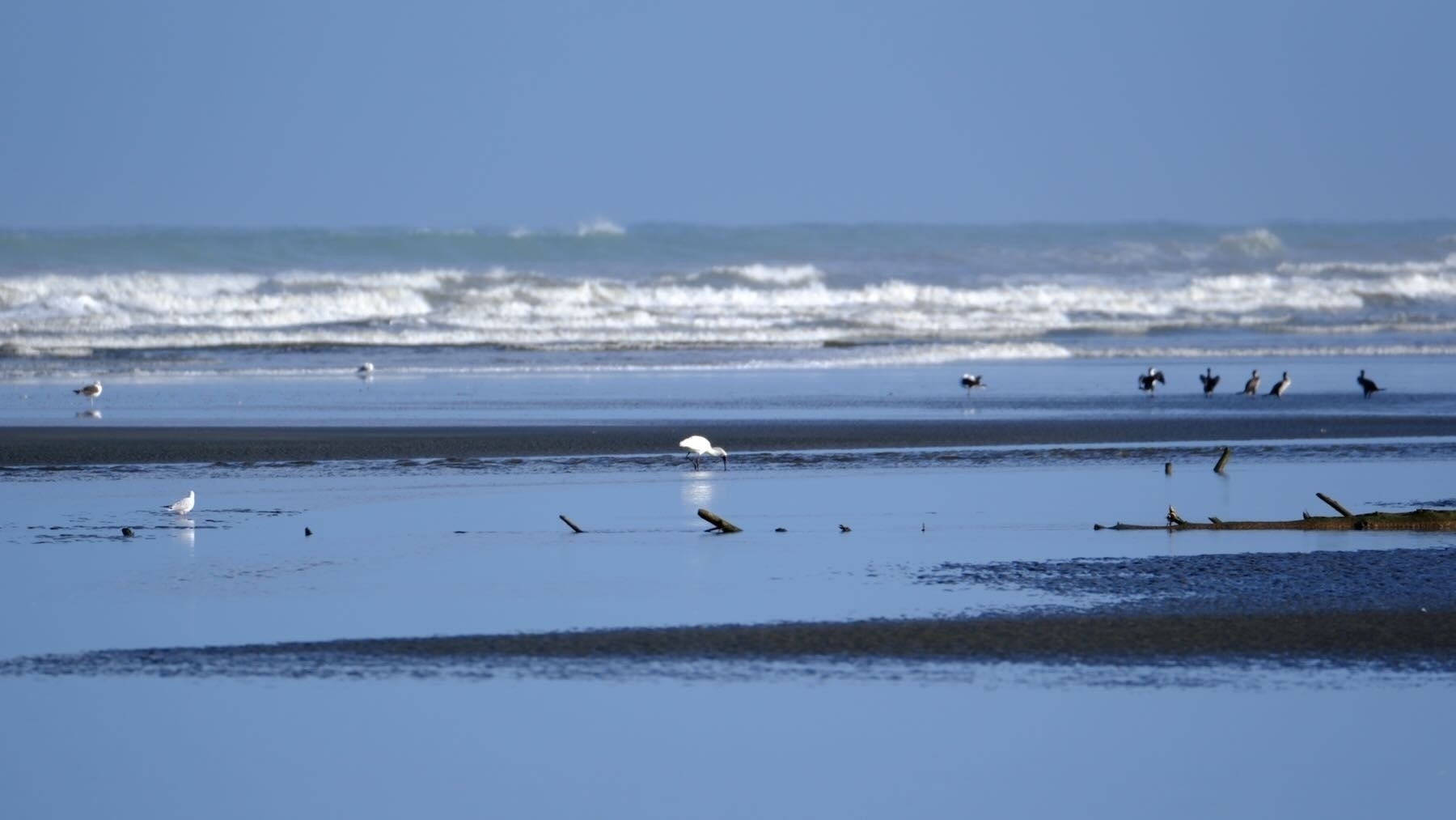 Gulls, royal spoonbill, shags.