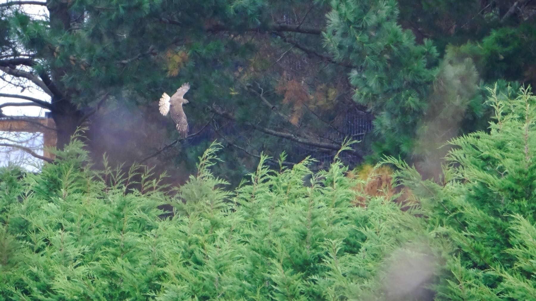 Hawk in flight with trees behind. 