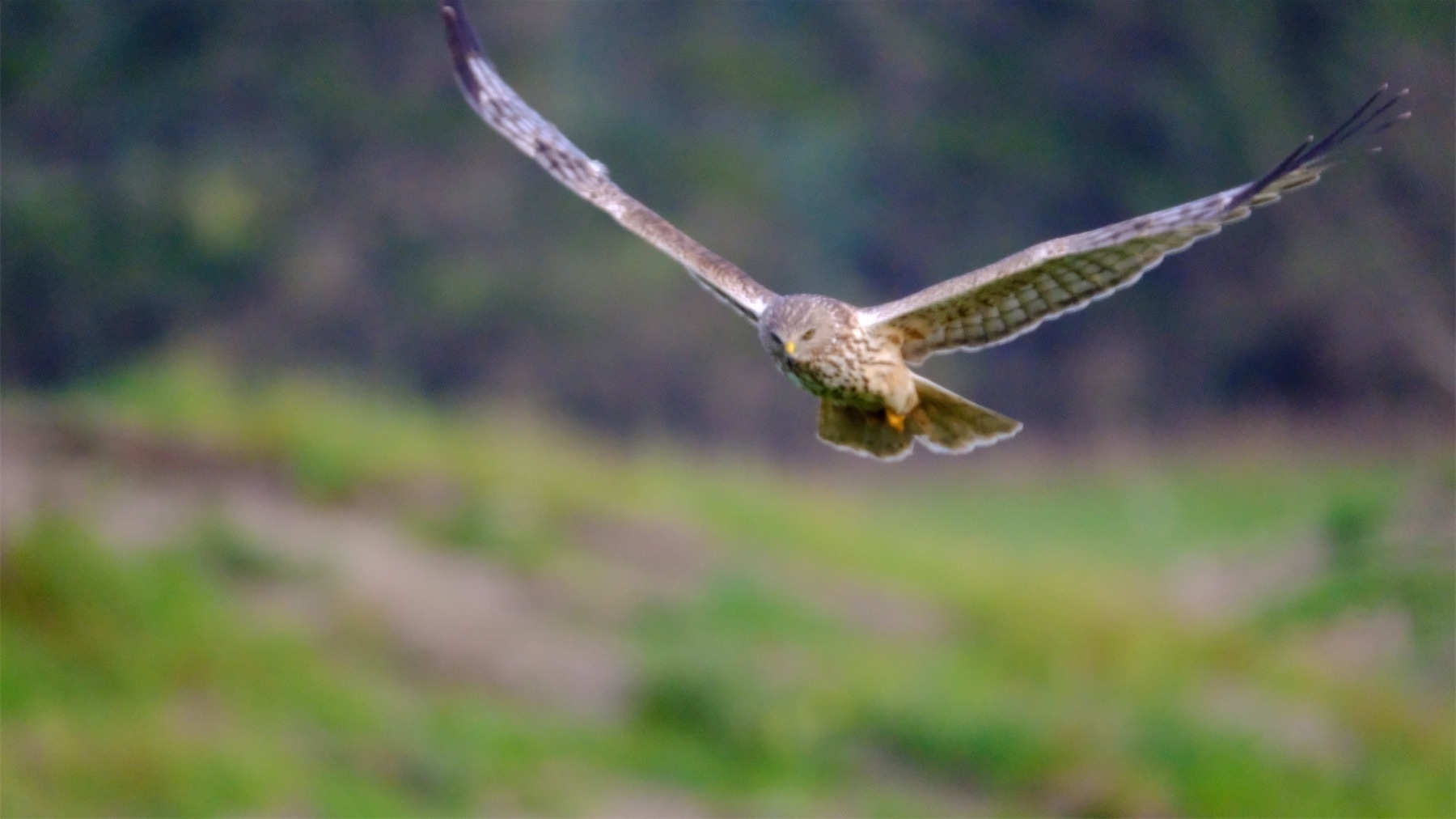 Hawk flying towards the camera with wings spread. 