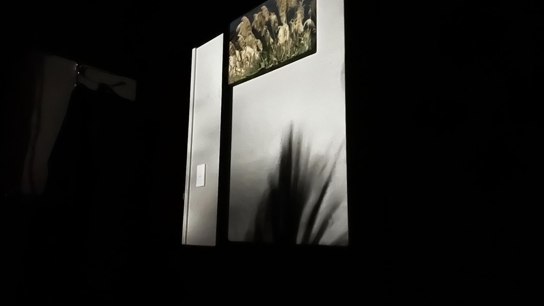 A square of light on the wall, with cabbage tree shadows.