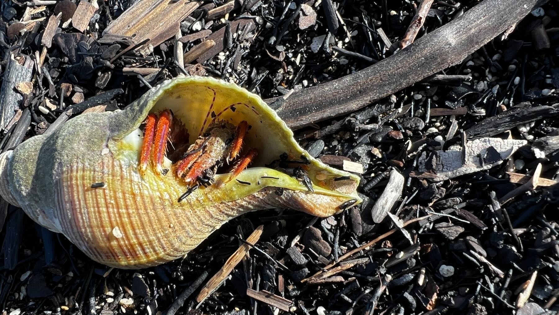 Hermit crab retreats into the shell.