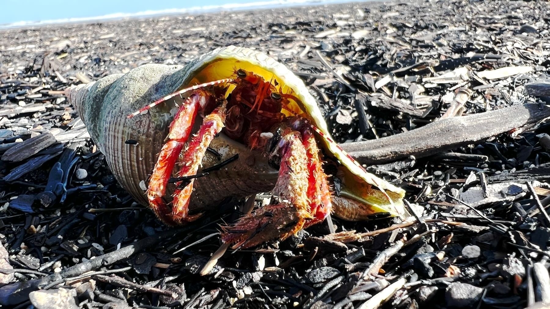 Hermit crab peeks out from a large shell. Kia ora.