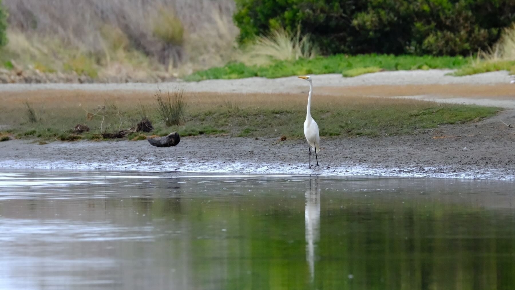 Tall white bird stands tall beside a river. 