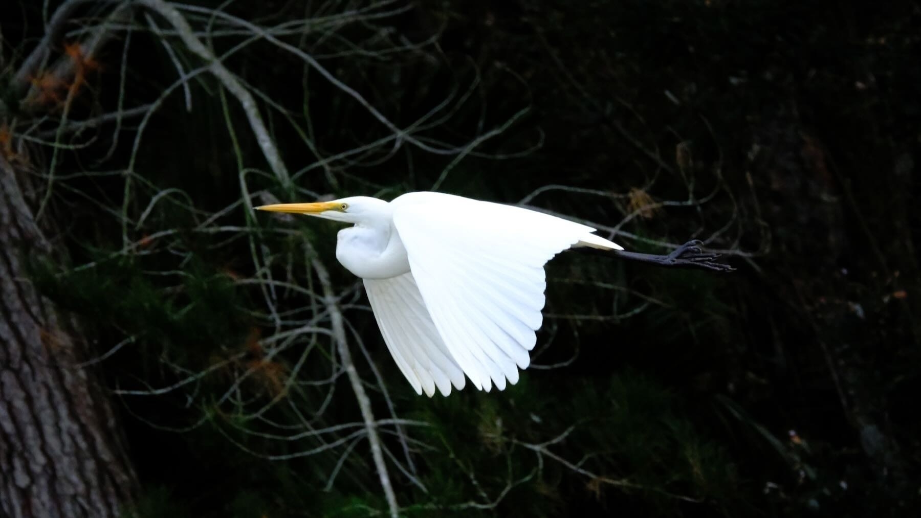 Pure white bird with sharp yellow beak and neck kinked flies across the image. 