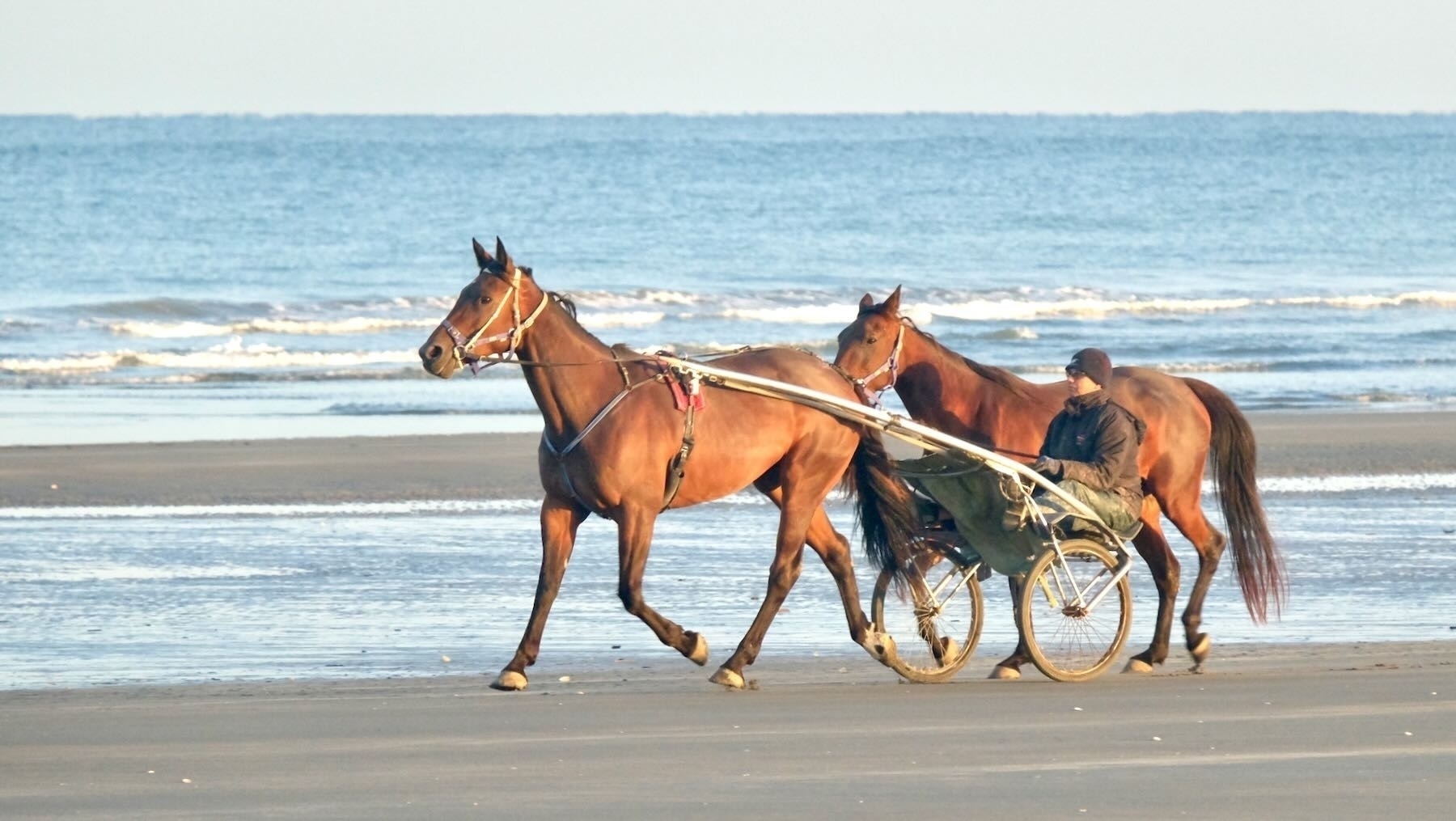 Two horses and a person in a sulky behind one.