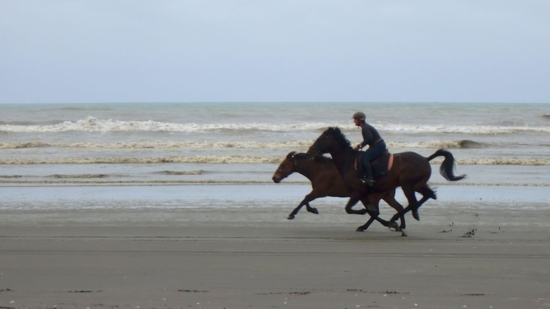 Horses galloping on the beach.