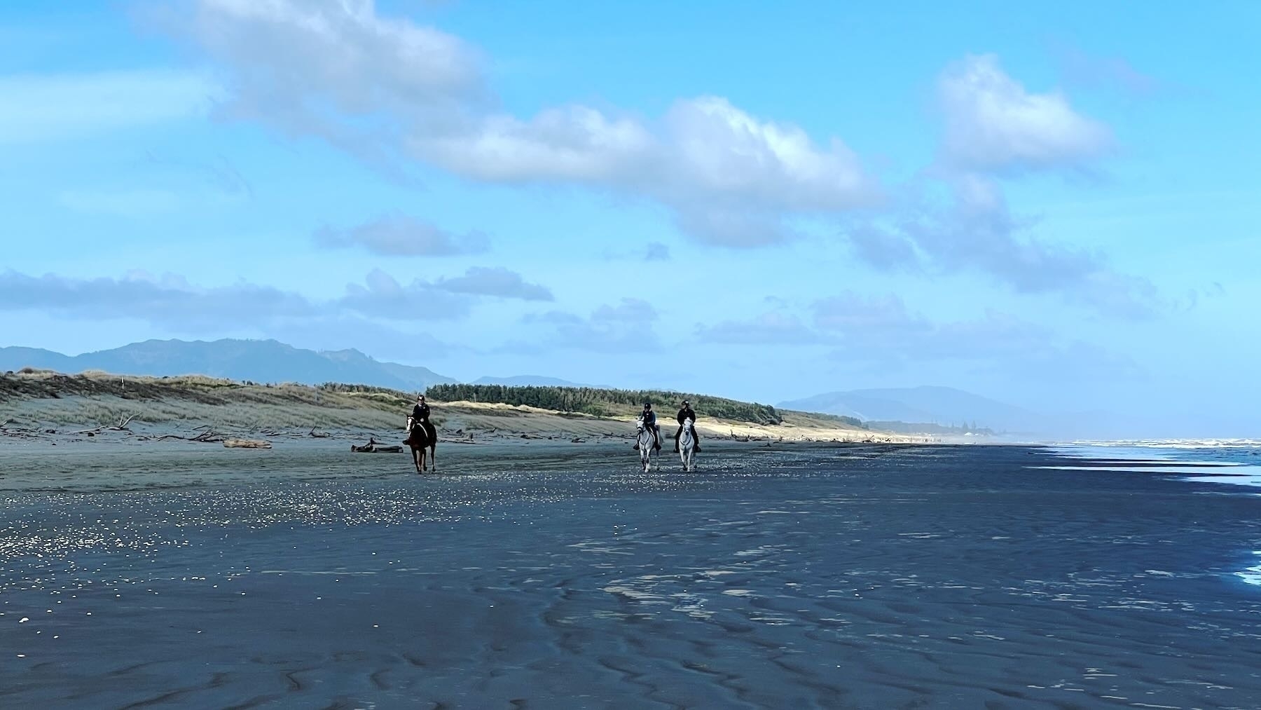 Horses on the beach.