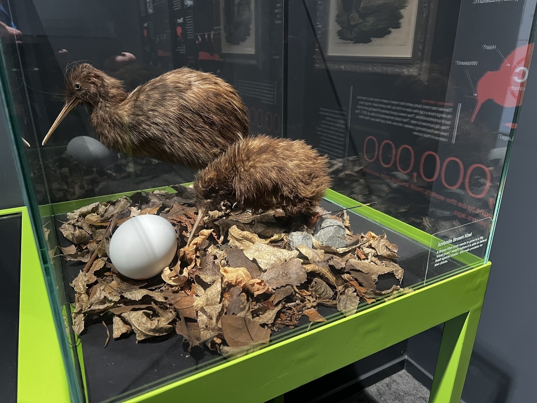 Two brown kiwi chicks with egg. 