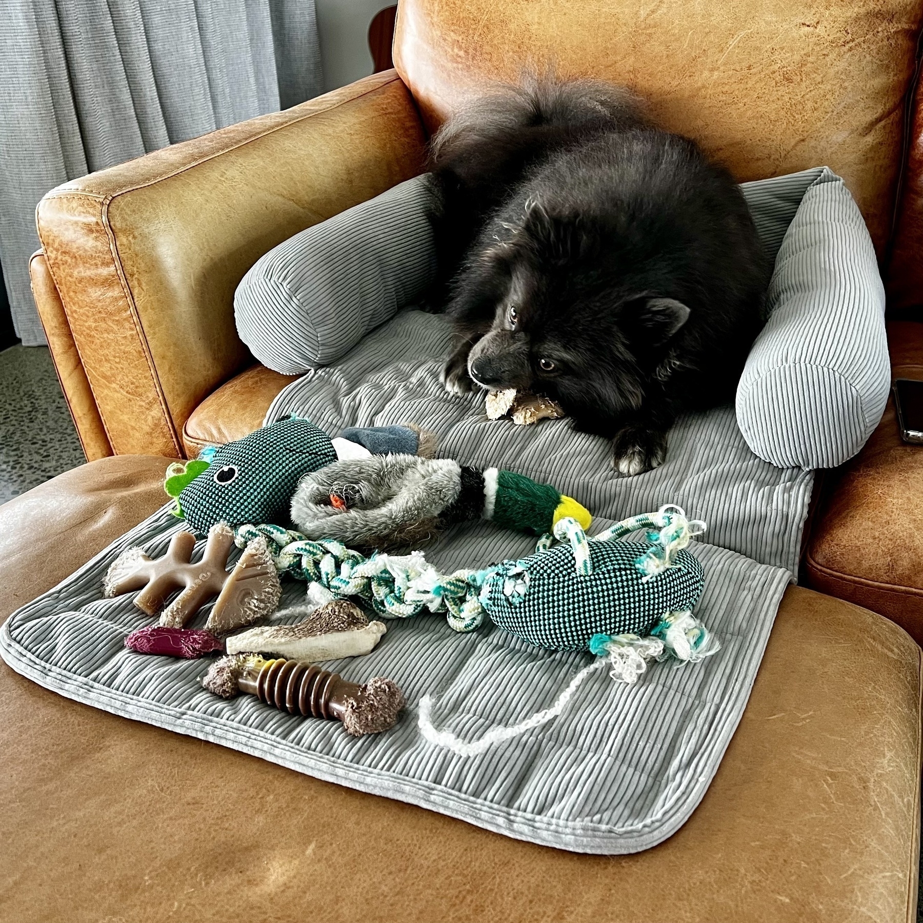 Small black dog on a dog bed with an array of toys in front. 