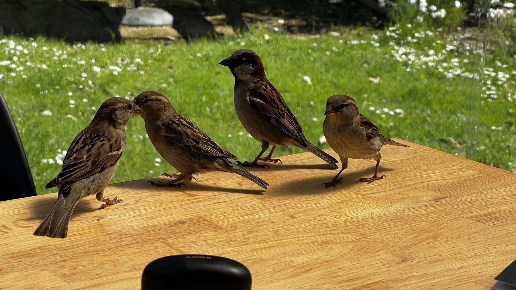 4 sparrows on the edge of an outdoor table at a cafe. 