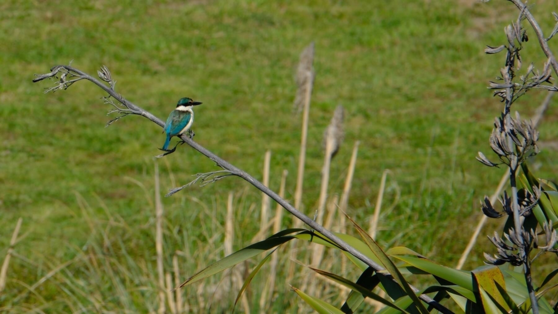 Blue and cream bird on a flax spear. 