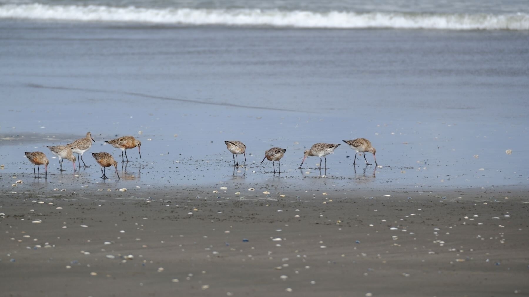 A dozen Godwits feeding in wet sand. 