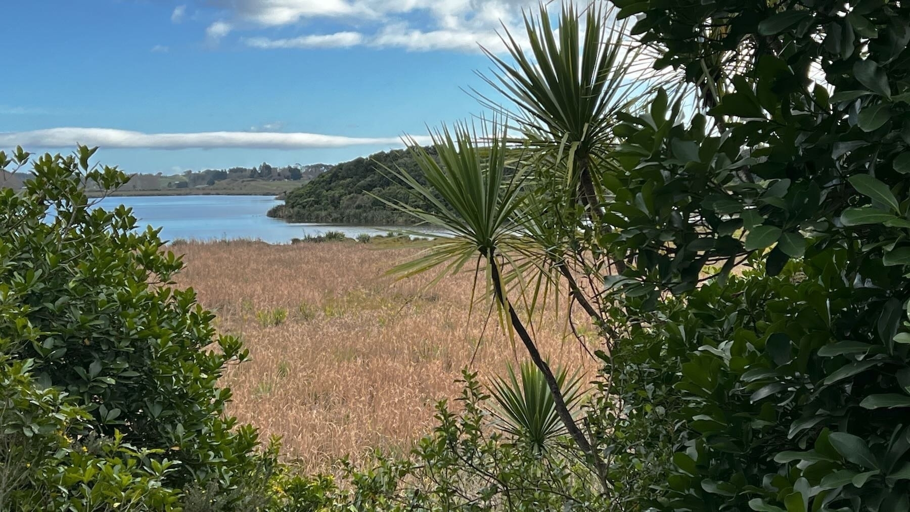 Blue lake, surrounded by bush, with golden brown reeds in front. 