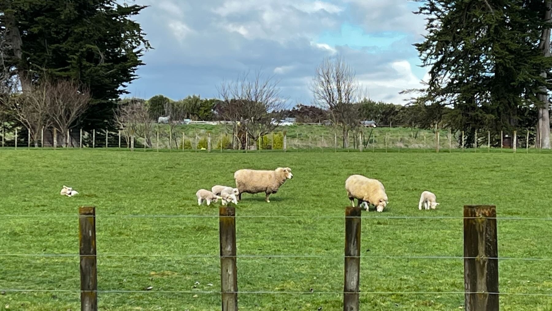 Two adult sheep in a green paddock with 4 or 5 lambs nearby.