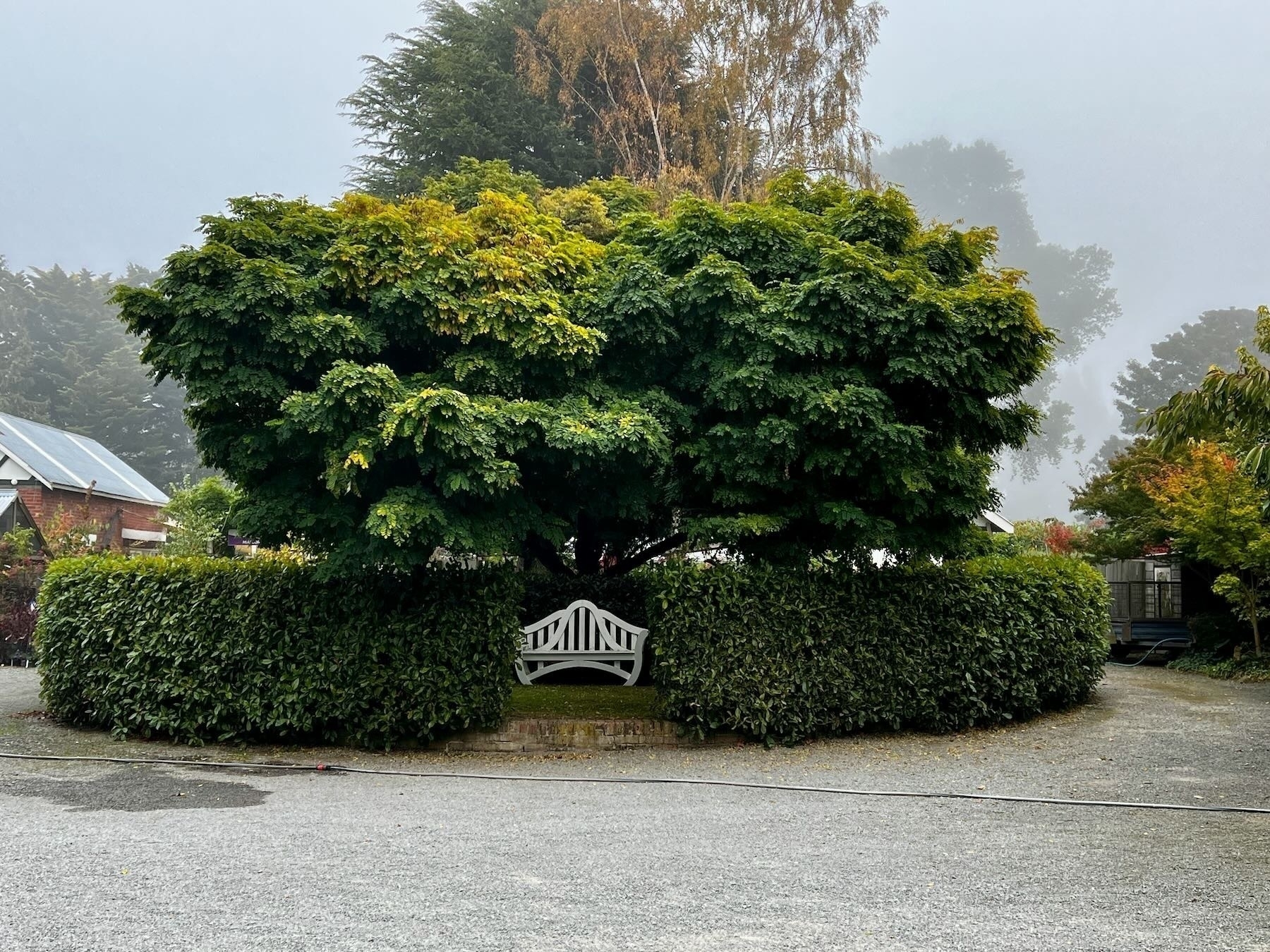 A garden seat in a small hedged enclosure beneath a large spreading tree. 