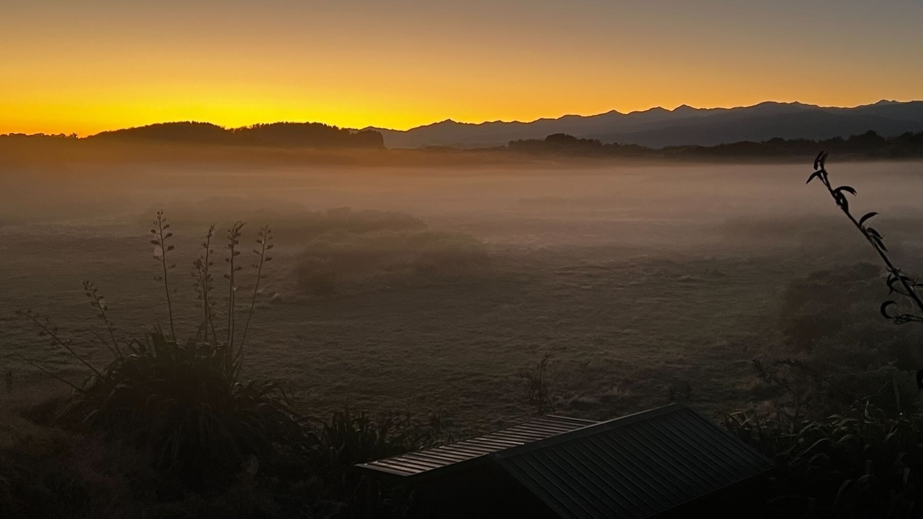 Misty view across flaxes to mountains in the the distance, with orange on the horizon. 