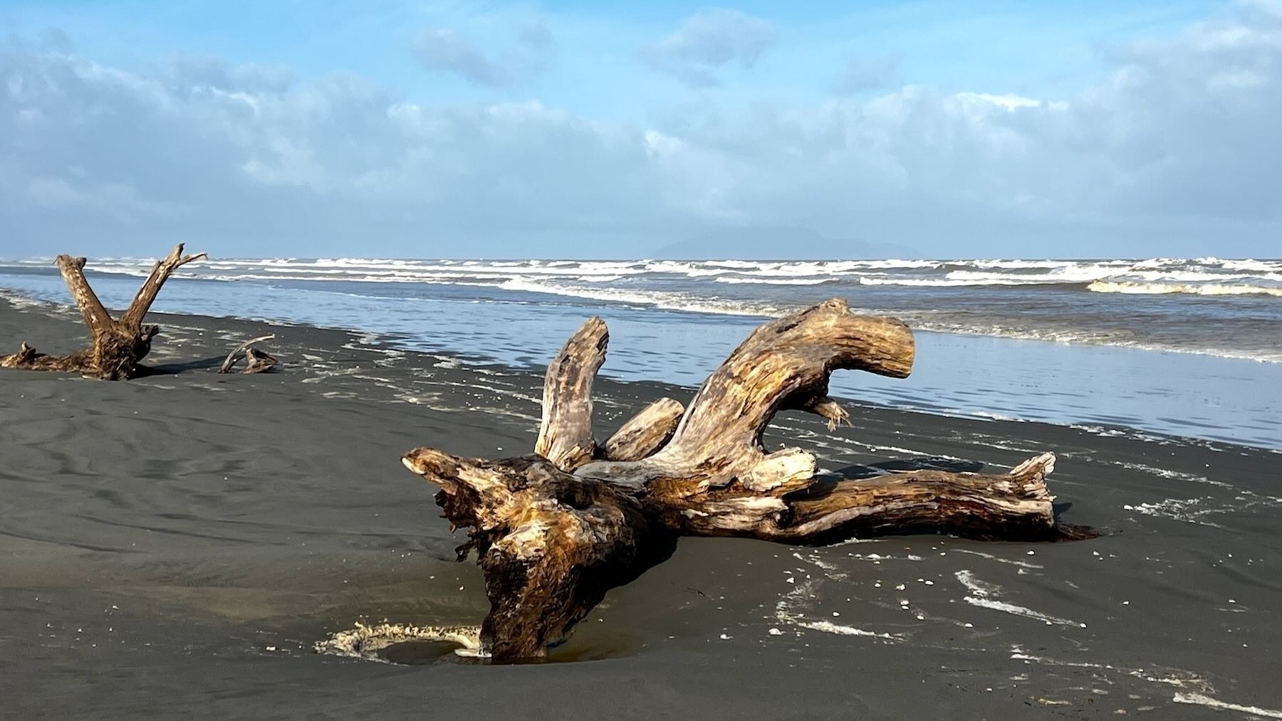 Two big driftwood pieces by the edge of the water.