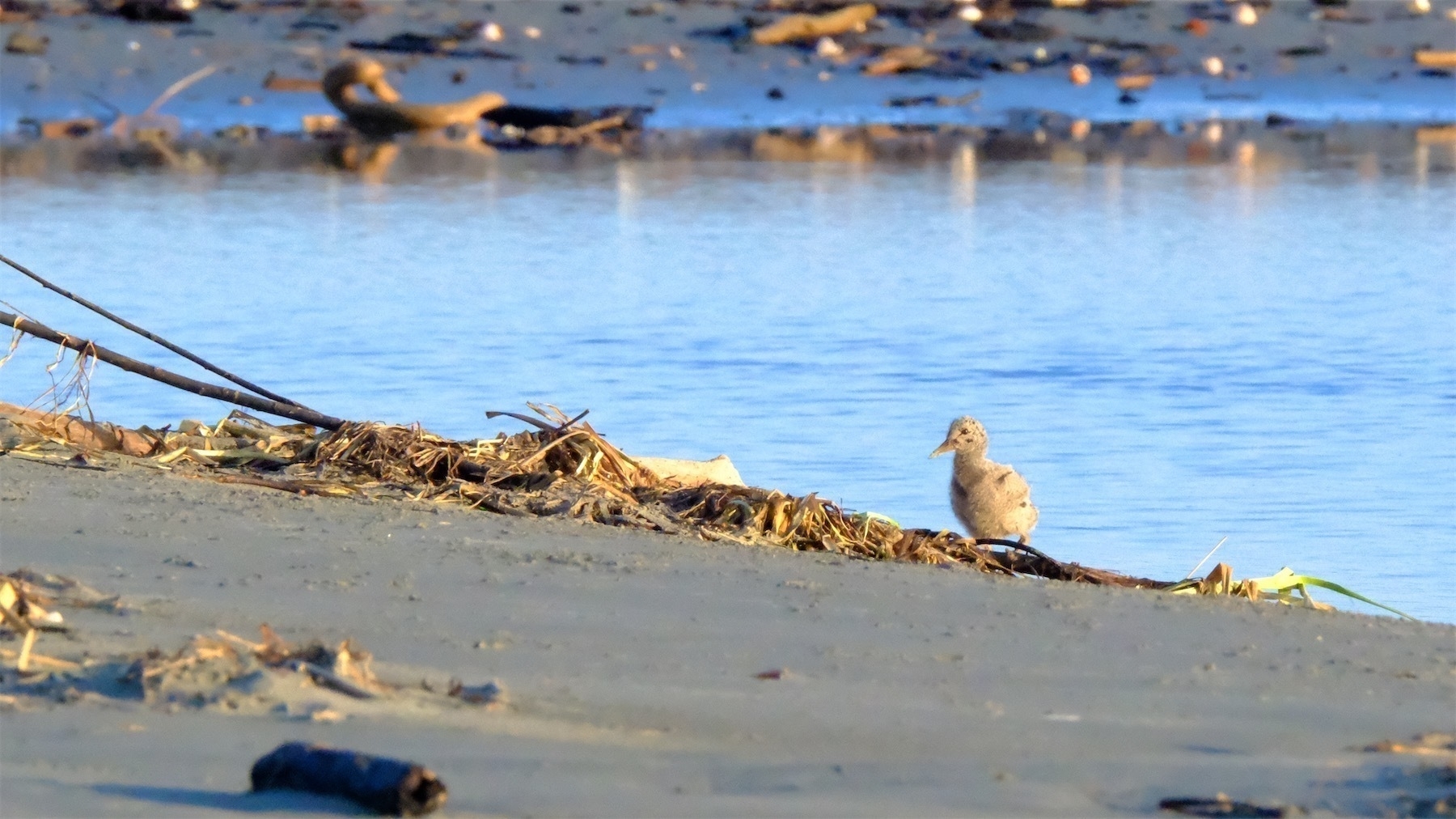 Fluffy pale grey Oystercatcher chick on the edge of water at the beach.