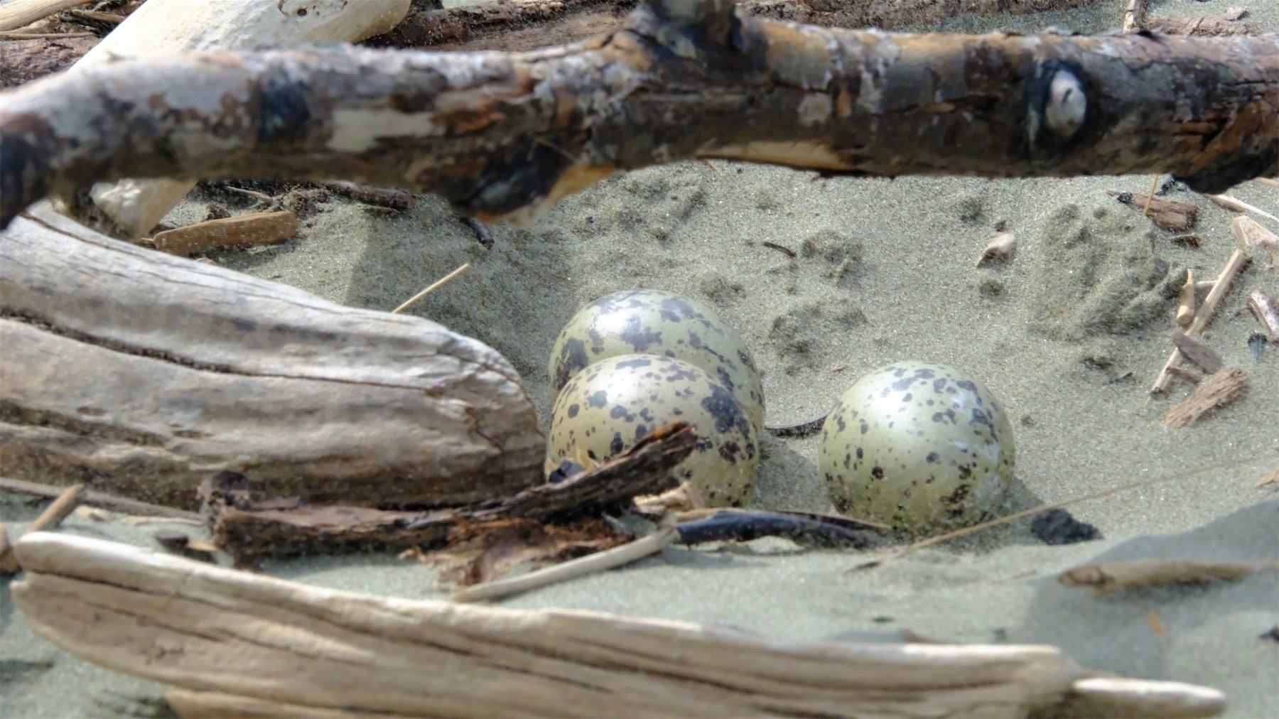 Oystercatcher nest.