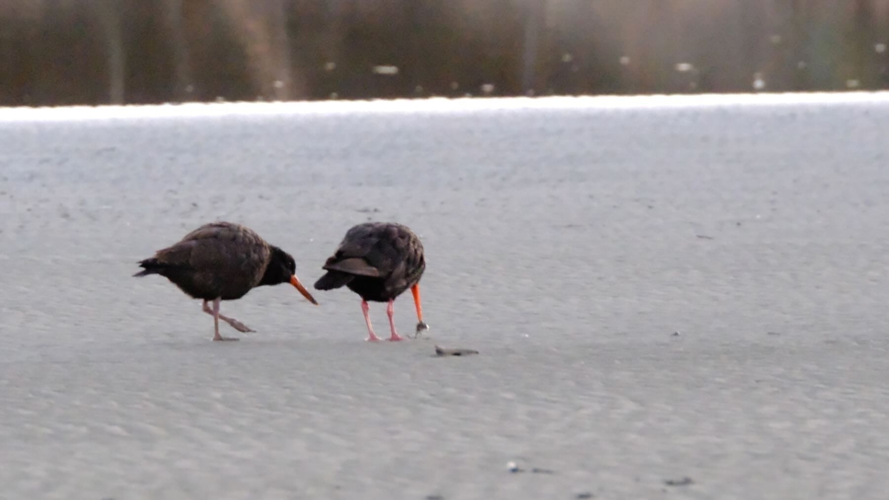 Oystercatcher with a tasty grub, and a friend, possibly an adult chick.
