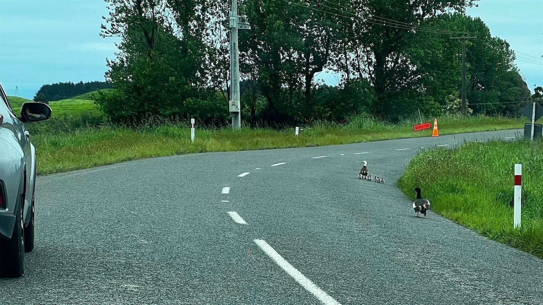 Paradise duck on the road with babies and male behind. 