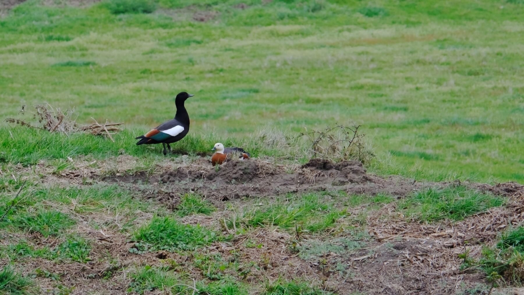 Paradise ducks in a paddock. 