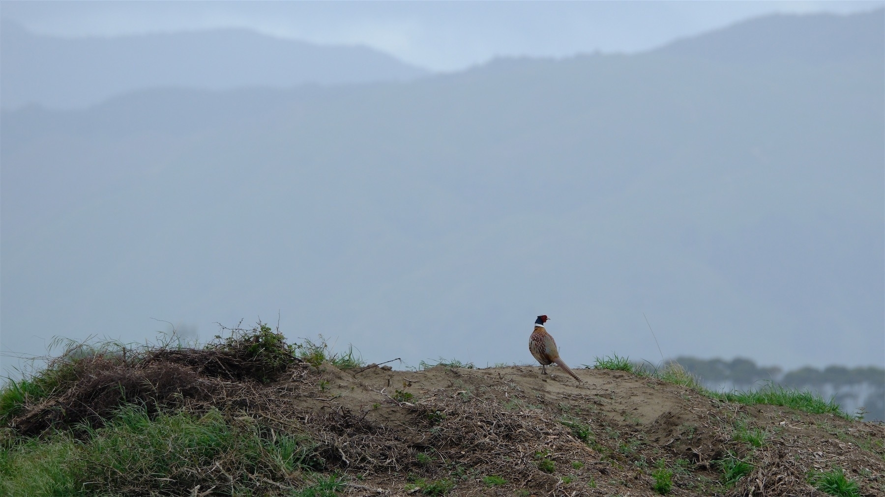 Pheasant on a hill.