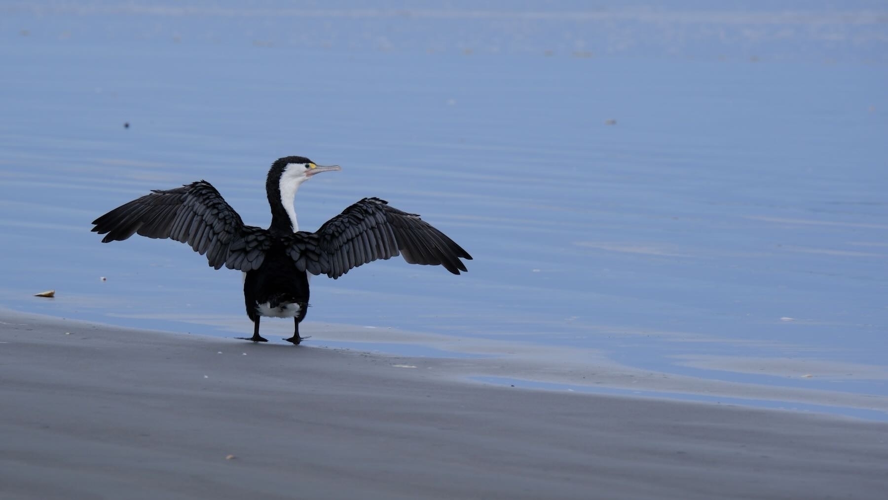 Pied shag on the beach with wings spread.