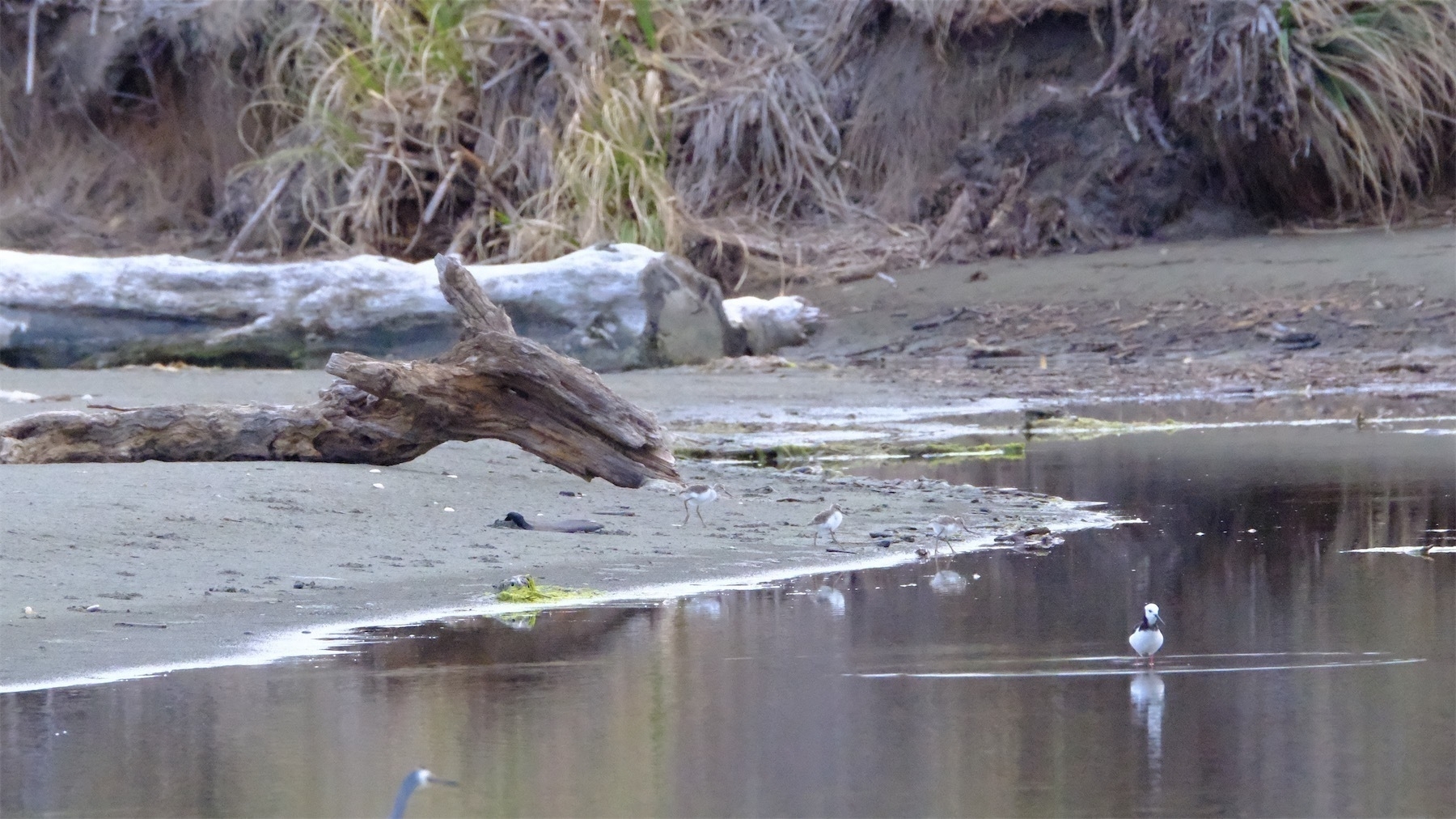 Pied stilt chicks behind parent, just entering a pond.