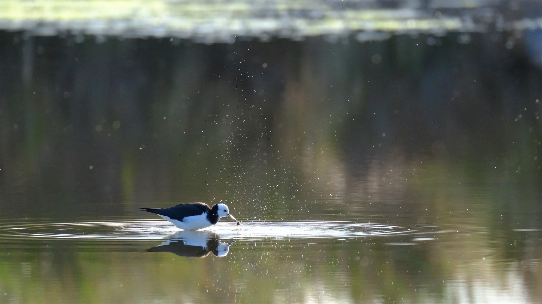 Pied stilt in still water with a circle of riples around and with something in its beak.