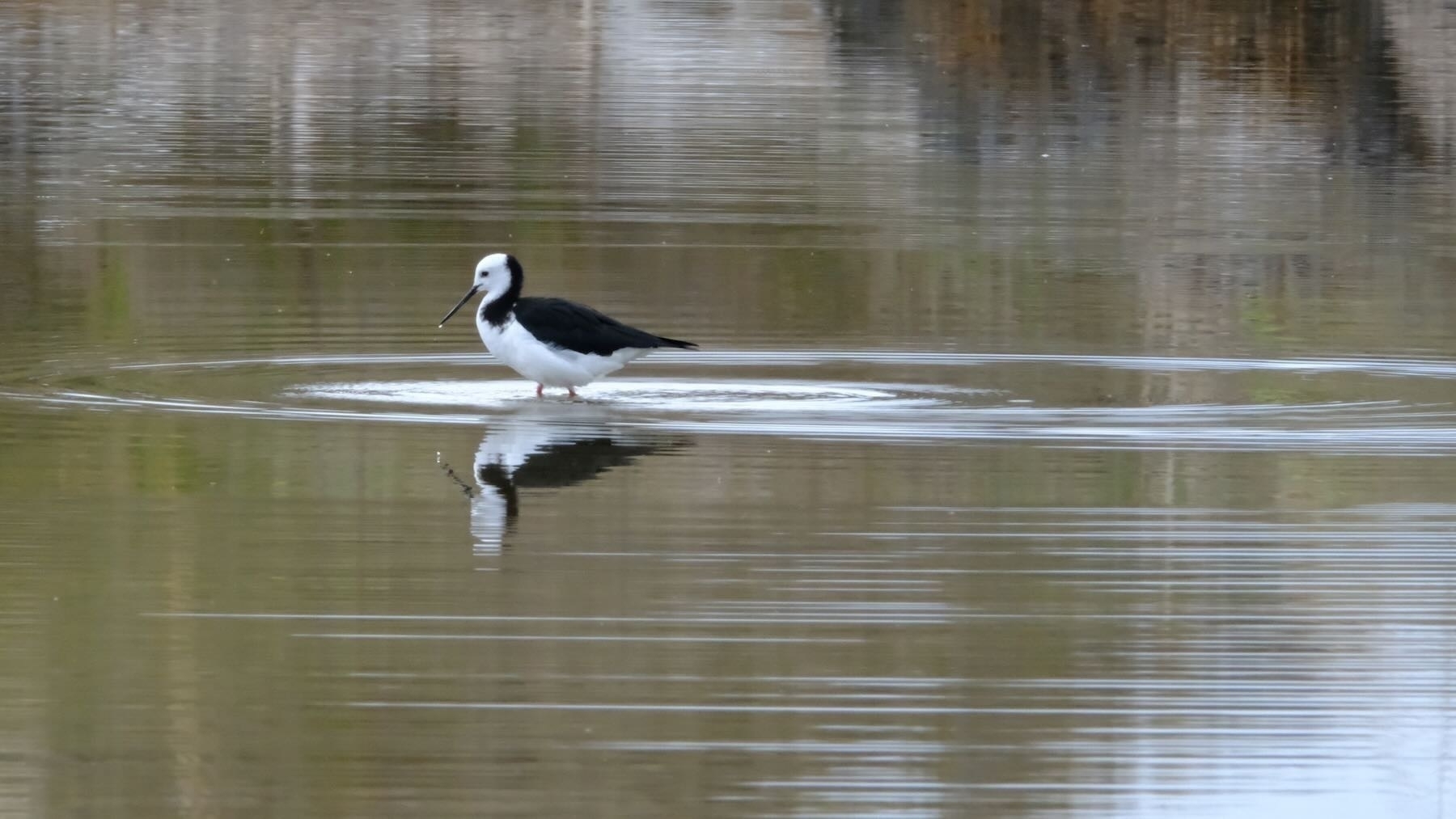 Pied stilt with reflection.