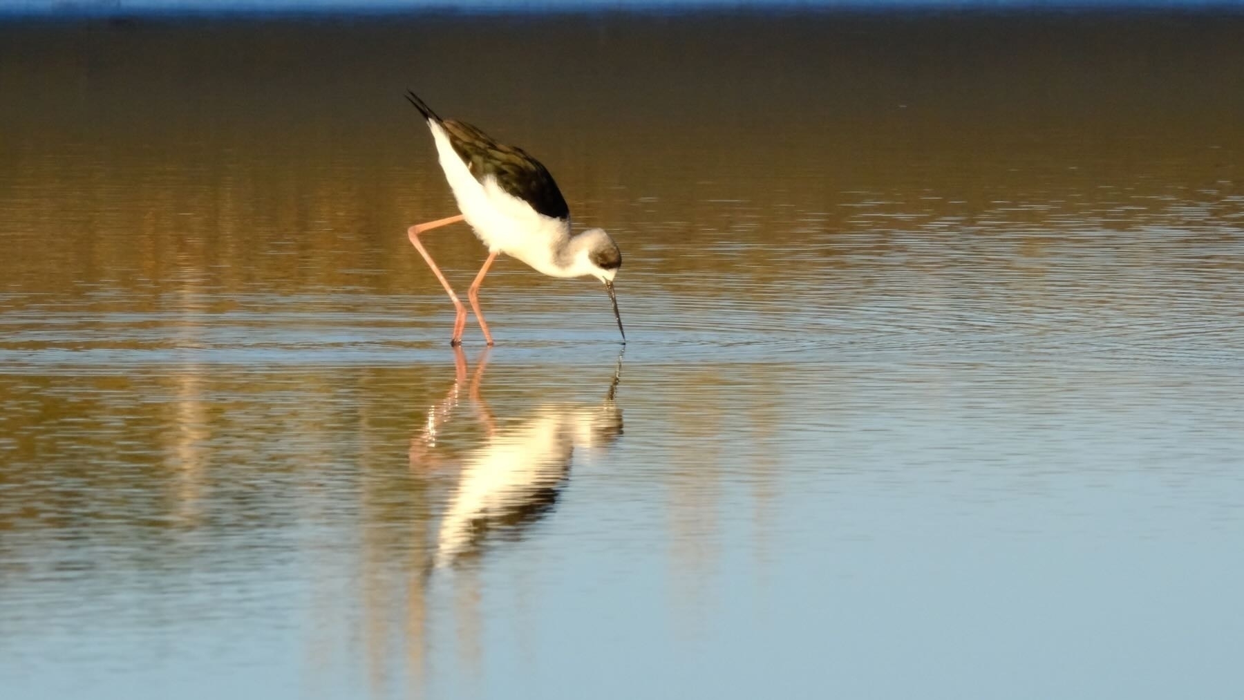 Pied stilt with reflection.