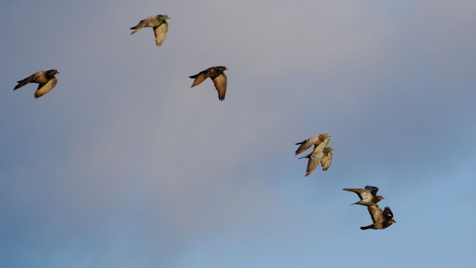 A small flock of Rock Pigeons. 