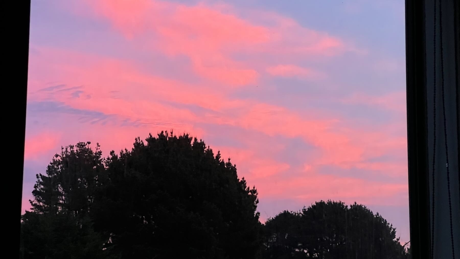 Scarlet clouds above big pine trees.