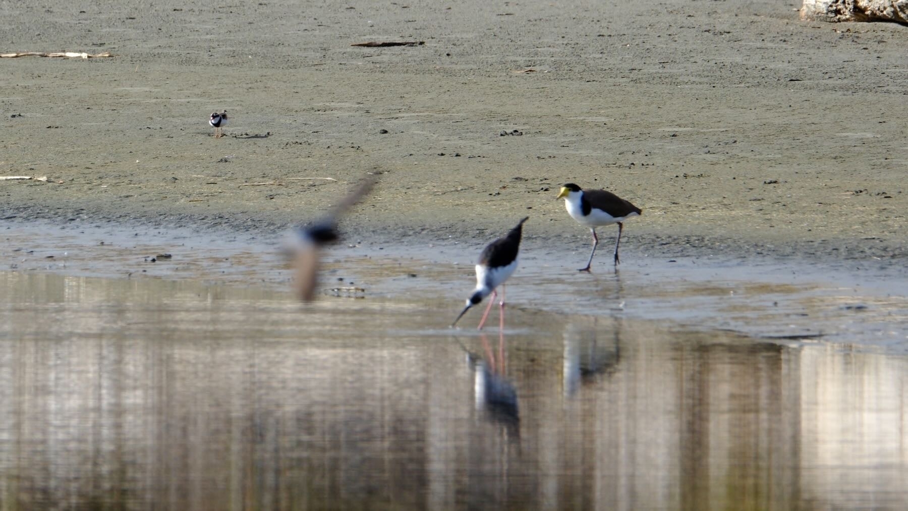 A spur-winged plover, a pied stilt a black-fronted dotterel (in the background), while a swallow flies by.