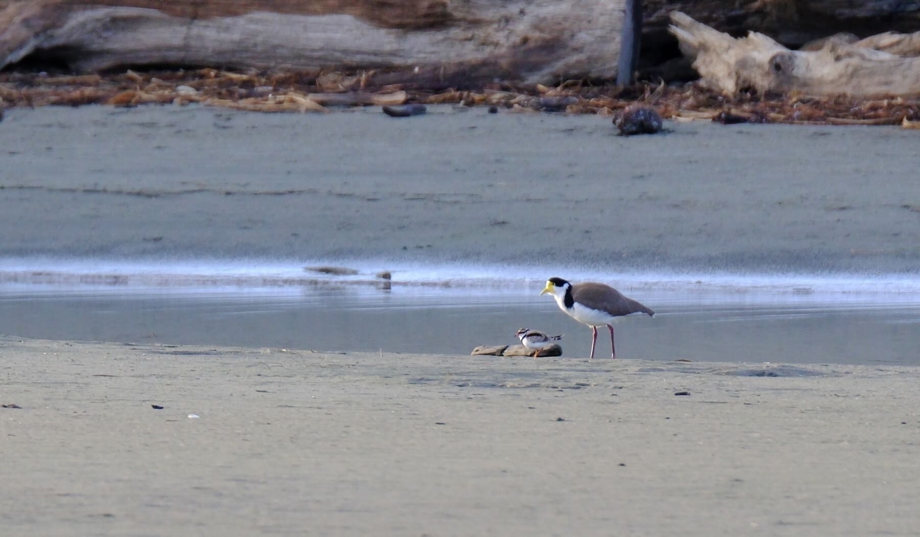 On the left a tiny dotterel, next to a much larger spur-winged plover. 
