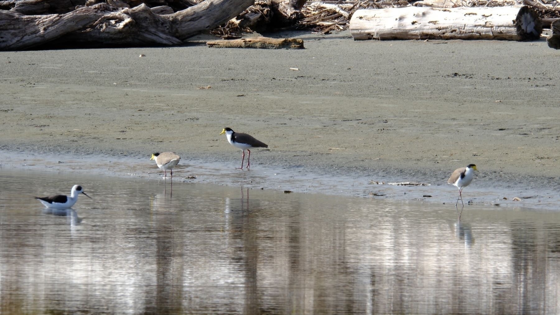 Spur-winged plovers, pied stilt by a large puddle of water. 