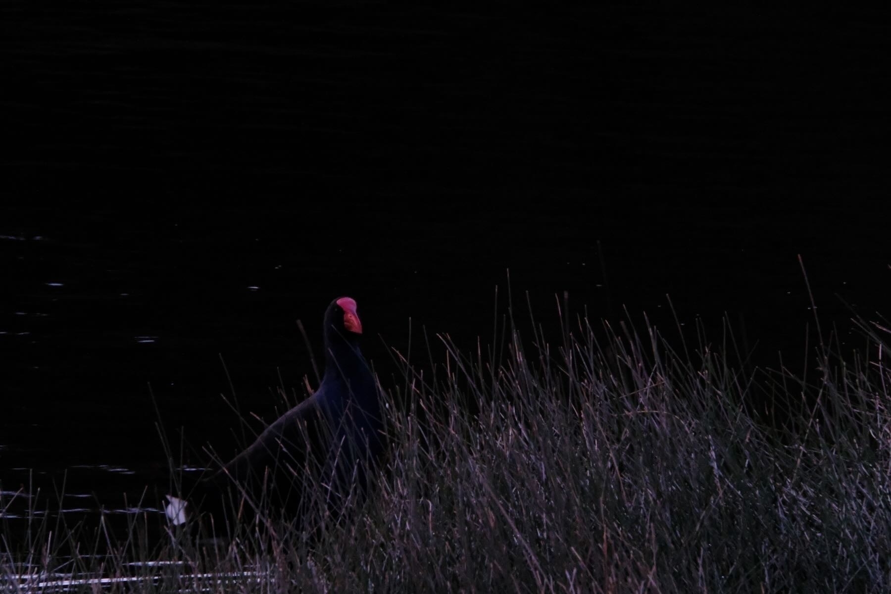 Dark bird with glowing red face shield beside almost glowing rushes, everything else black. 