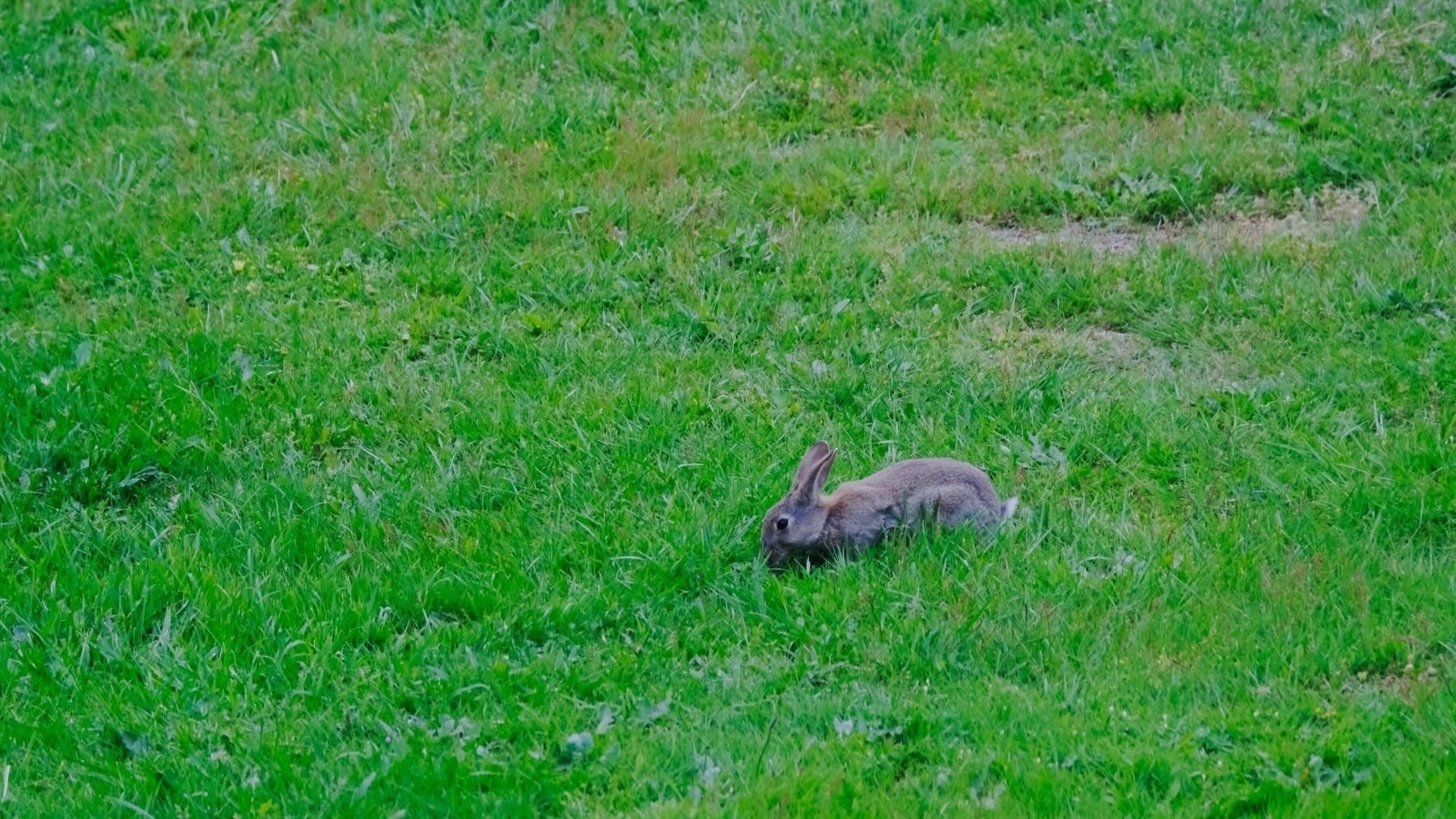 Rabbit eating grass.