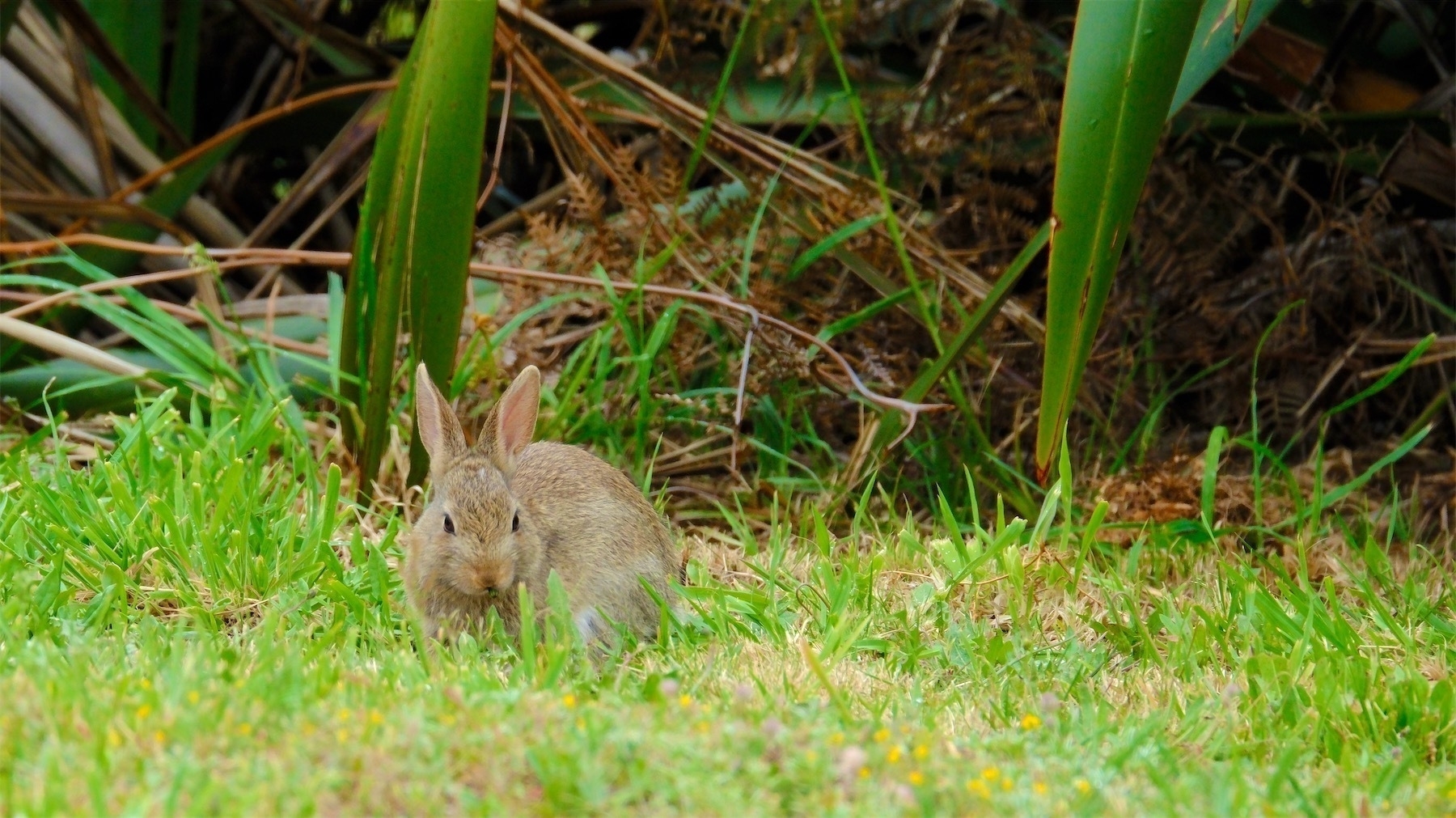 A small brown wild rabbit nibbles on blades of grass. 