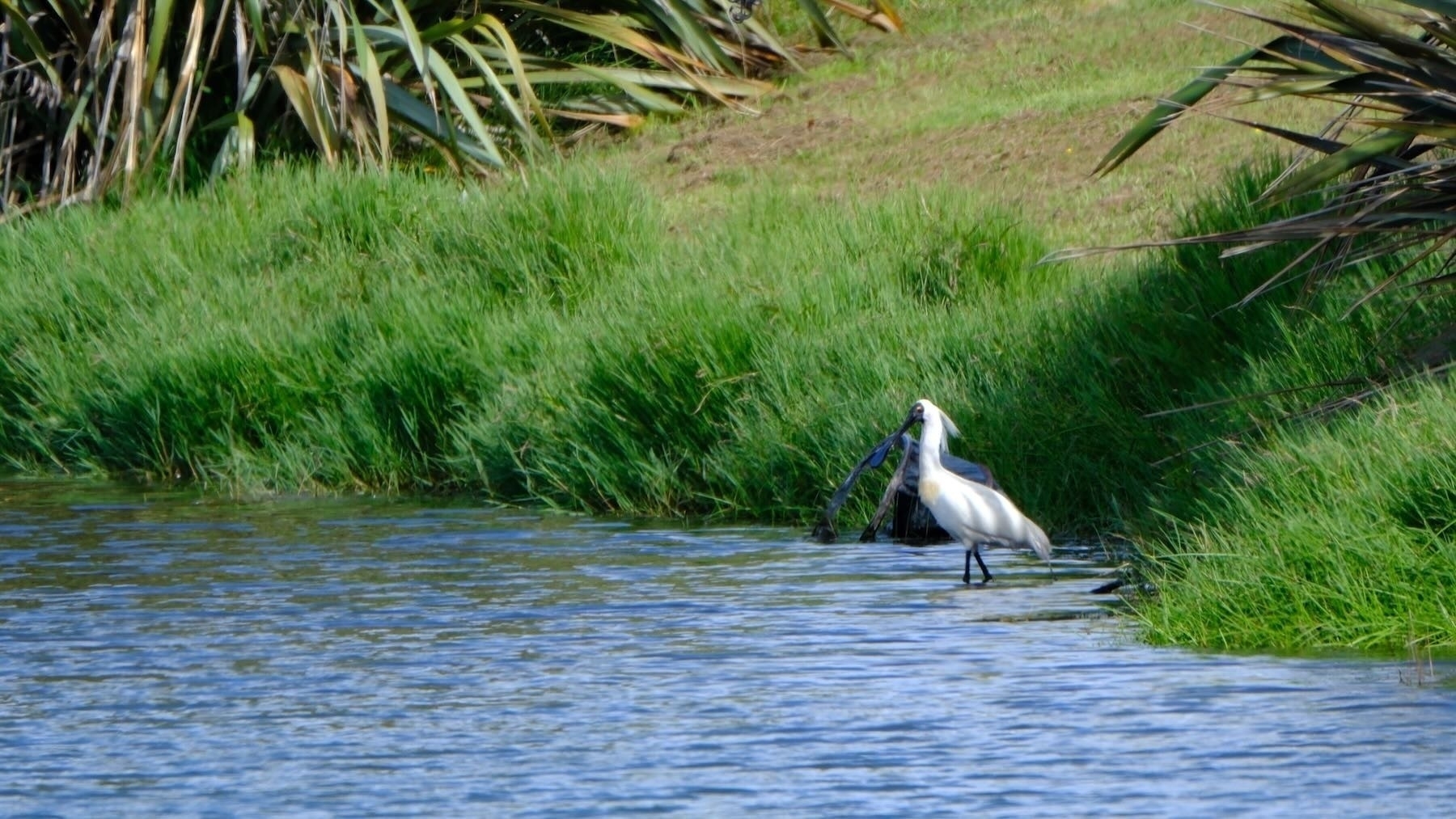 Royal Spoonbill at the edge of a lake.