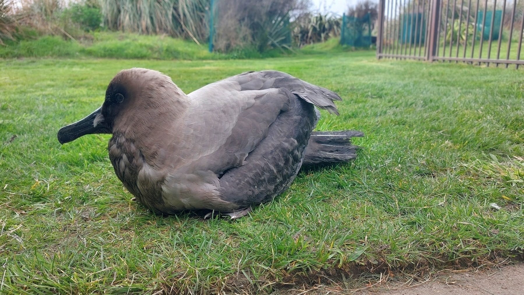 Mid-size brown bird on lawn. 